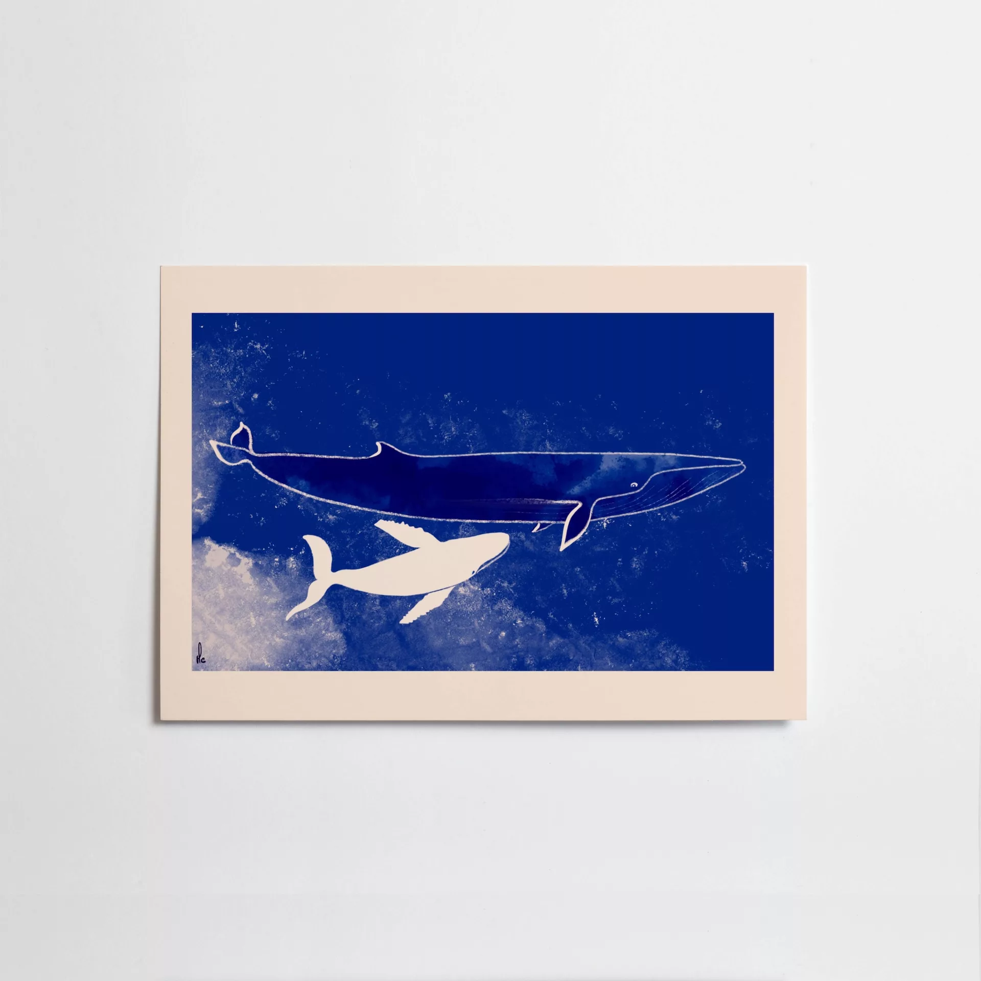 Baleines Bleues